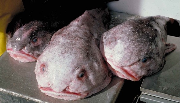 Revealed: The Real Beauty of the Misjudged Blobfish