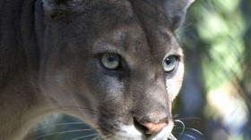 Florida panther