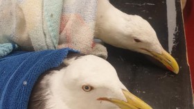 Mysterious Deaths of Dozens of Seagulls on Beaches