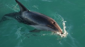 86 Dolphins Founds Dead in a Beach of Hottentots Bay Namibia