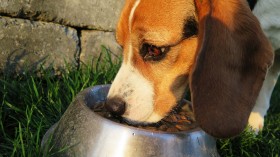 Wet Food Vs. Dry Food: Things You Need to Know as a Pet Owner