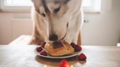 7 Signs You Need to Change Your Dog’s Diet