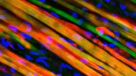 muscle tissue implanted in mouse