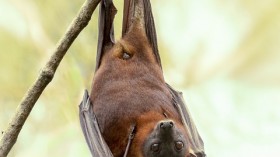 Grey-Headed Flying Foxes Battles Gunshot Wounds and Brutality after Surviving Extreme Heat and Bushfires