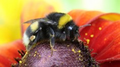 Bumblebees are Averse to Pumpkin Pollen, and This may Help Cucurbit Plants Thrive