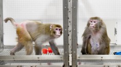 rhesus macaque monkeys.