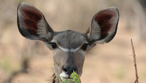 Okavango Delta