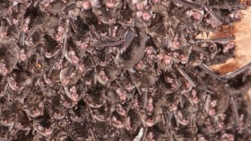 Fungus Causes High Mortality in Hibernating North American Bats