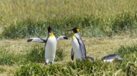 Where on Earth Did the King Penguins Go? 