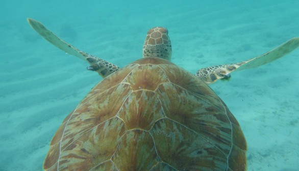 Smell of Ocean Plastic is Attractive to Sea Turtles