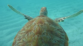 Smell of Ocean Plastic is Attractive to Sea Turtles