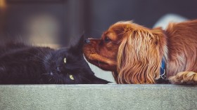 Caring for Dogs (and Cats)  in Times of Coronavirus 