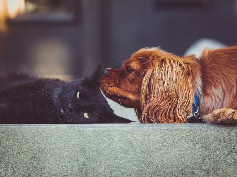 Caring for Dogs (and Cats)  in Times of Coronavirus 