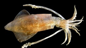 Present study found novel genetic editing superpower in squid