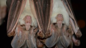 Humans are to be Blamed for Coronavirus, Not Bats Says Scientists