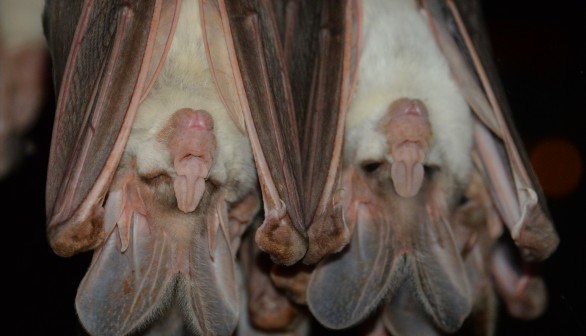 Humans are to be Blamed for Coronavirus, Not Bats Says Scientists