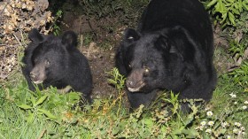 Bear Bile Being Promoted by China as Treatment for COVID-19