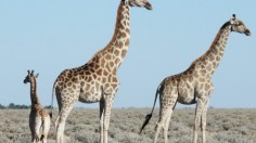 Giraffes