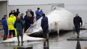 Workers cut up a fin whale at a port in Reykjavik June 18, 2013