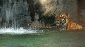 A Tiger Tests Positive for Coronavirus