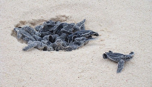 Saving the Eastern Pacific Leatherback Turtles in 10 Years 