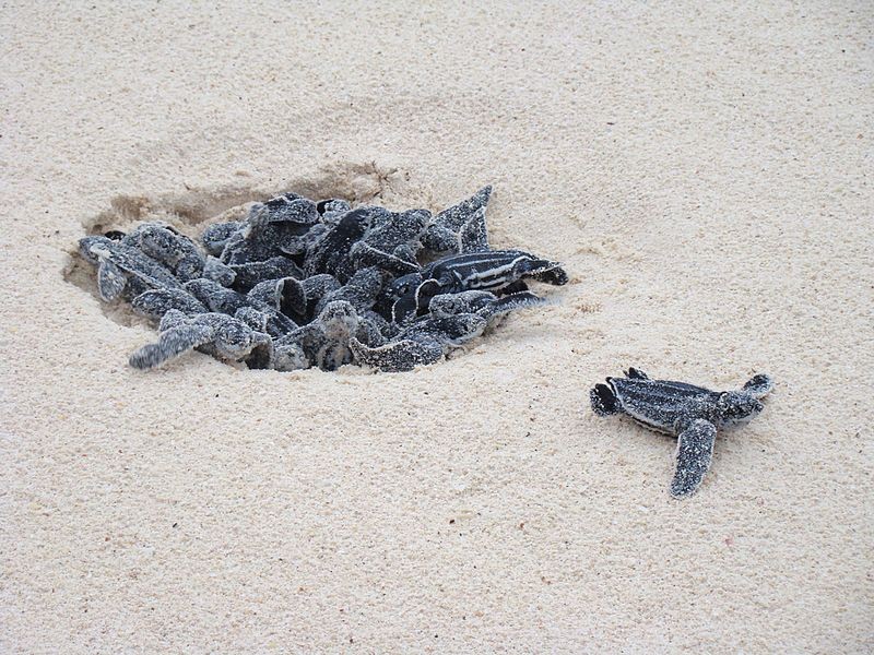 Saving the Eastern Pacific Leatherback Turtles in 10 Years 