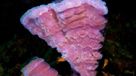 Marine Sponge Molecule Found to Inhibit Cervical Cancer Growth