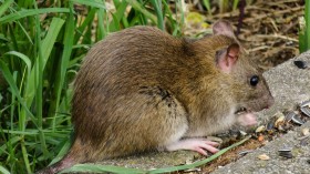 More Rats Being Spotted Due to COVID-19 Quarantine