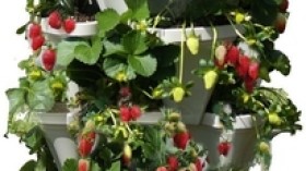 Growing Your Herb Garden for Dummies