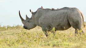 Red-bellied Oxpeckers are Indeed Black Rhinos’ Body-guards Against Humans 