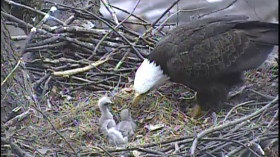 Pittsburgh, Pa. bald eagle nest 