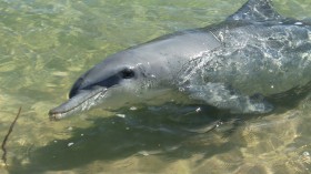 Wild Dolphins Apparently Have a Range of Personalities