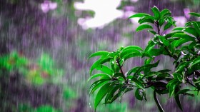 The Evolution of Rain’s Distinct Scent and Its Role in Bacterial Propagation