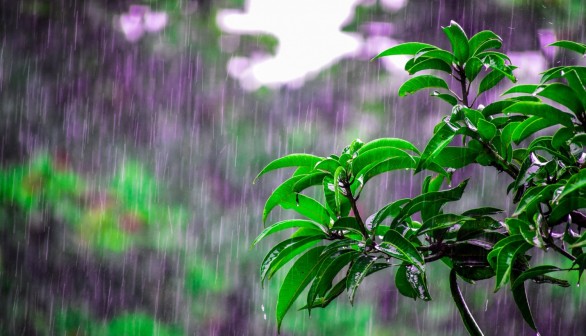 The Evolution of Rain’s Distinct Scent and Its Role in Bacterial Propagation