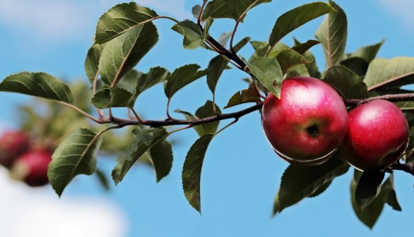 Ten Previously Thought Extinct Apple Varieties Found Again in Pacific Northwest