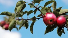 Ten Previously Thought Extinct Apple Varieties Found Again in Pacific Northwest