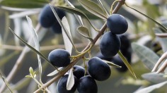Invasive Plant Bacterium Could Jeopardize the Olive Oil Industry
