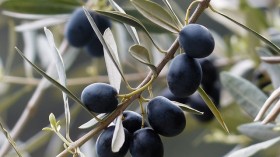 Invasive Plant Bacterium Could Jeopardize the Olive Oil Industry