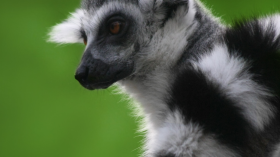 New Discovery: Male Lemurs Use Love Potions to Attract Mates