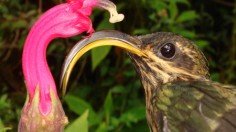 The Buff-tailed Sicklebill (Eutoxeres condamini), a hermit hummingbird, beside one of the flowers to which they are specialized, showing how the flower and recurved bill have co-evolved.