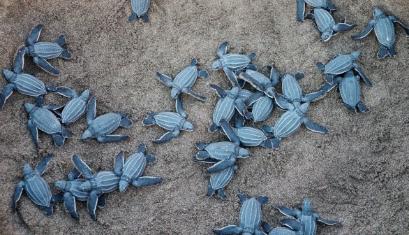 Thailand’s Tourist-Free Beaches Cause 20-Year Record High Nesting of Marine Turtles