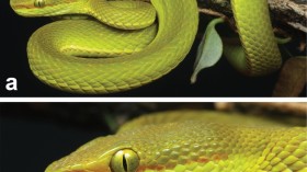 New Green Pitviper from India Named by Scientists After a Character from Harry Potter 