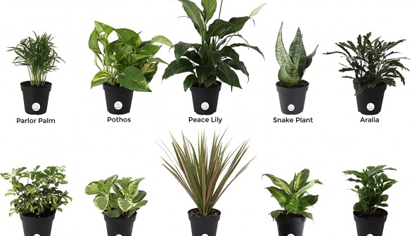 Top Picks: Indoor Plants for Clean Air 