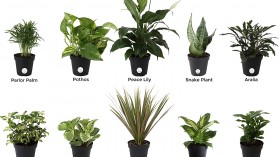 Top Picks: Indoor Plants for Clean Air 