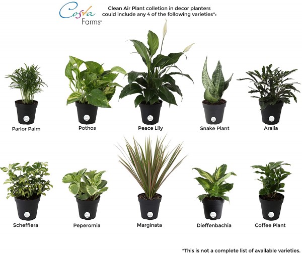 Top Picks: Indoor Plants for Clean Air | Nature World News
