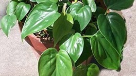 Top Picks: Indoor Plants for Clean Air 