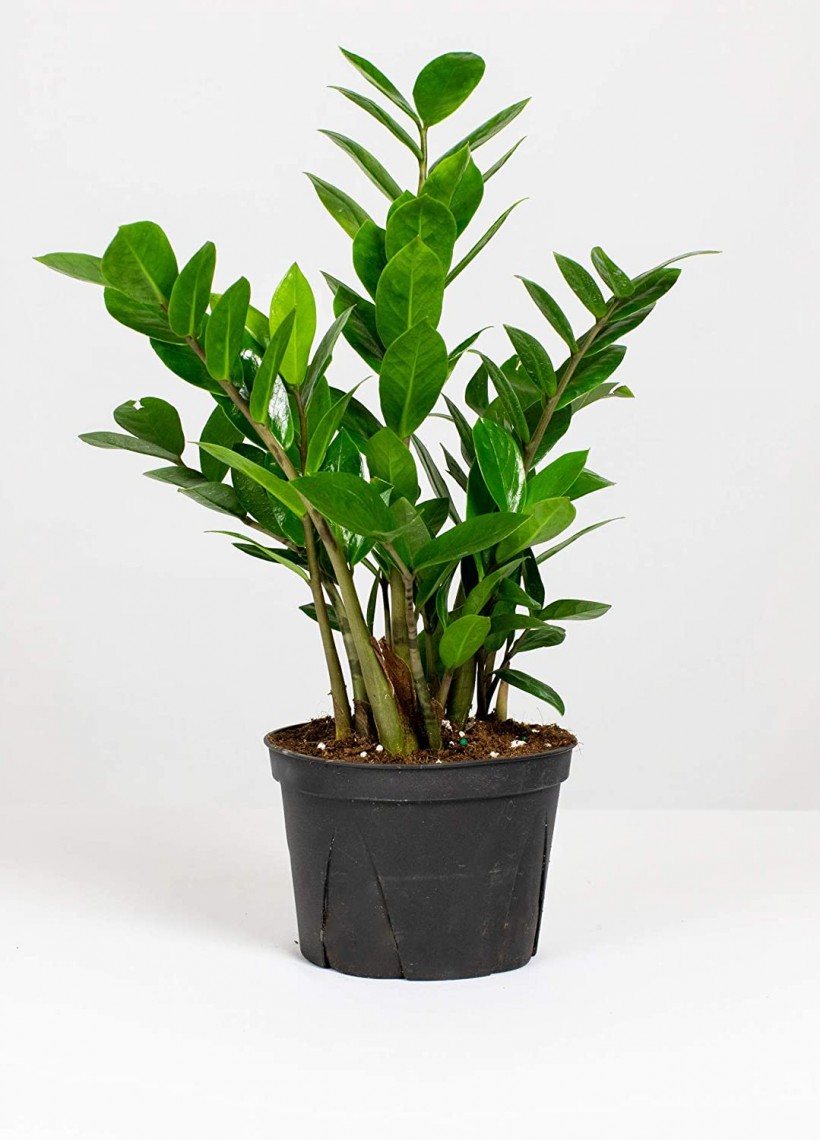 Top Picks: Indoor Plants for Clean Air 