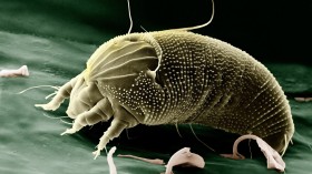 Pests in Your House: How Harmful Are They to Your Health?