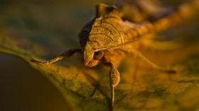 The eyeballs of moths are the inspiration for a new high-tech coating that reduces glare and repels water.