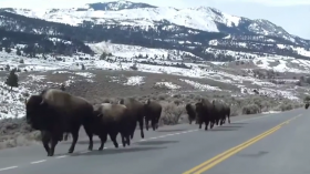 Buffalo running through Yellowstone National Park 